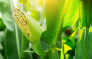 HRK Farm Agriculture